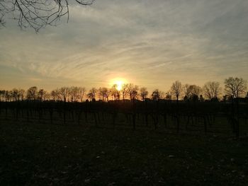 Silhouette trees against sky during sunset