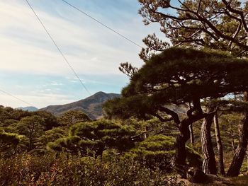 Trees on mountain against sky