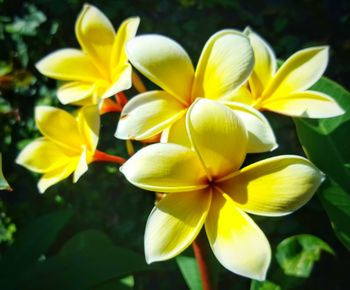 Close-up of yellow flowers