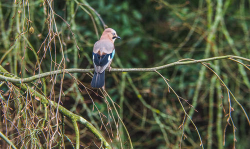 Bird perching on branch