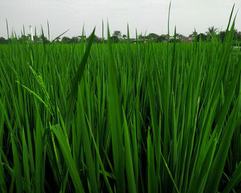 Crops growing on field against sky