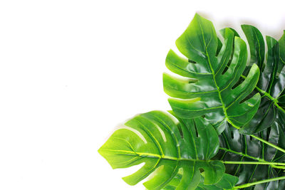 Close-up of fresh green leaves against white background