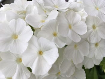 Close-up of white flowering plants