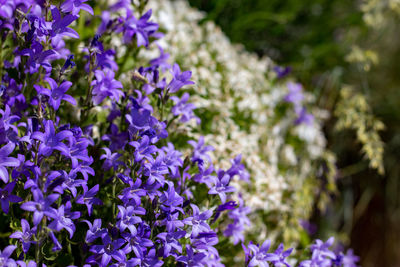 Close-up of purple flowering plants