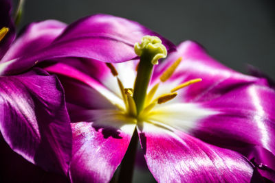 Close-up of pink flower