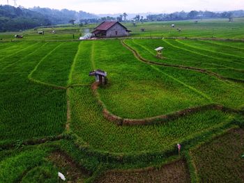 Aerial panorama of agrarian rice fields landscape like a terraced rice fields ubud bali indonesia