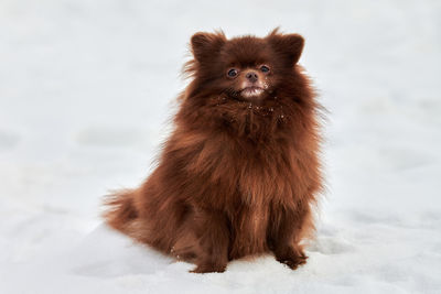 Portrait of dog on snow