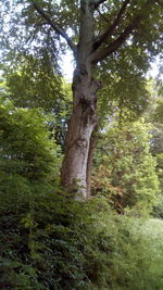 Low angle view of trees in forest