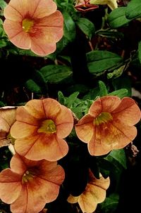 Close-up of flowering plant