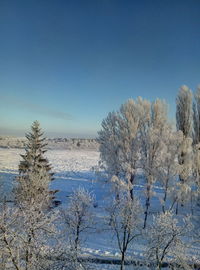 Trees on snow covered landscape against blue sky