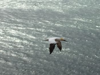 Seagull flying over sea