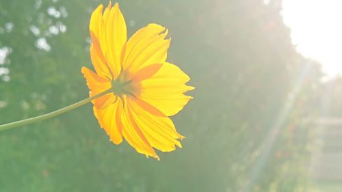 Close-up of yellow flower against blurred background