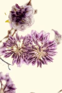 Close-up of pink flowers