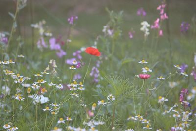 Close-up of flowering plants on field