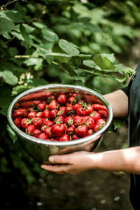 Midsection of woman holding strawberries in container