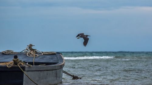 Seagull flying over sea against sky