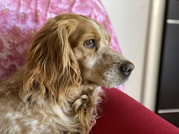 Close-up of a dog looking away