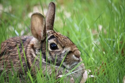 Close-up of a rabbit on field