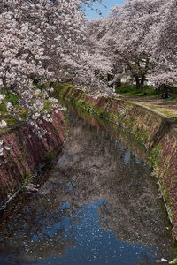 Scenic view of cherry blossom by river against sky