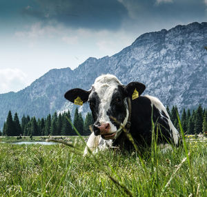 Portrait of a cow on na alpen field.