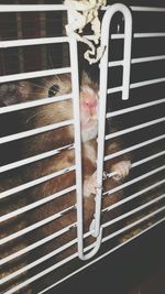 High angle view of cat sleeping in cage