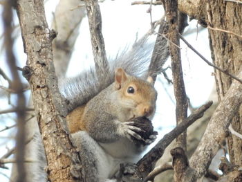 Low angle view of squirrel on tree trunk