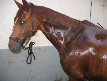 Close-up of hand feeding horse