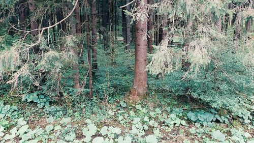 Plants growing on land in forest