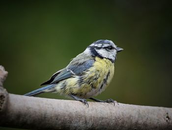 Close-up of bird perching