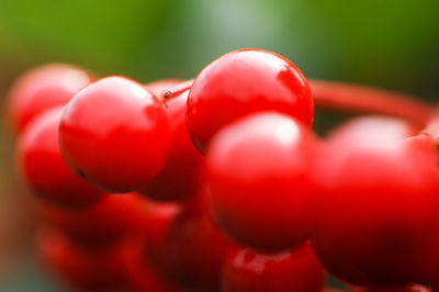 Close-up of tomatoes