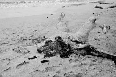 Dead wood on shore at beach