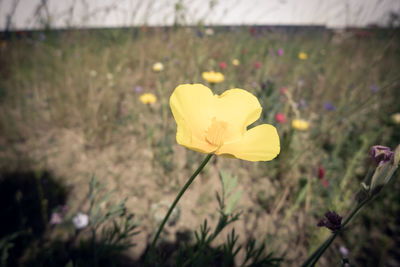 Close-up of yellow crocus flower on field