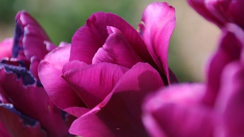 Close-up of pink tulip