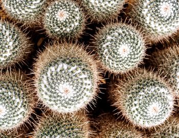 Full frame shot of cactus