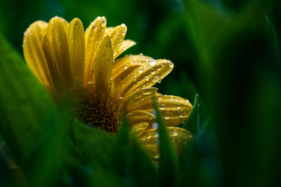 Close-up of water drops on yellow leaf