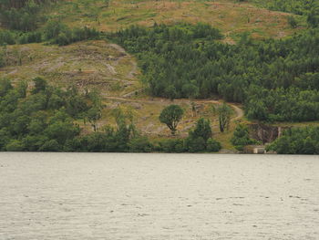 Scenic view of river in forest