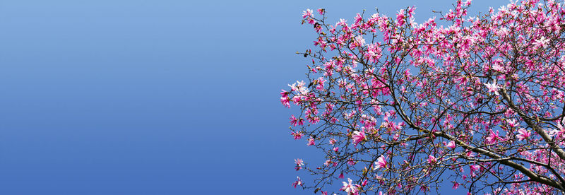 Low angle view of cherry blossoms against blue sky