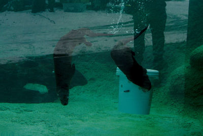 Low section of person swimming in sea