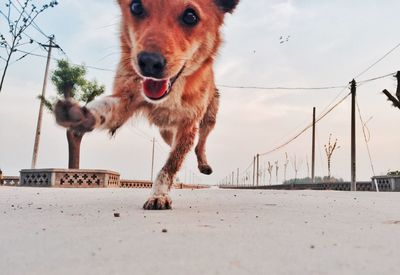 Dog running on road against sky