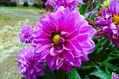 Close-up of pink flowering plant in park