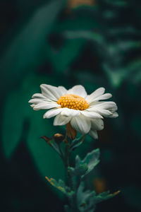 Close-up of white flower