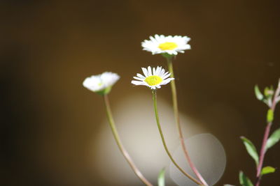 Close-up of flowers blooming outdoors