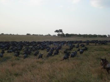 High angle view of wildebeests and zebra running on grassy field