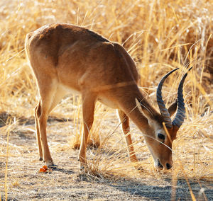 Deer in a field