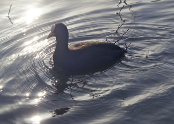 High angle view of duck swimming in lake