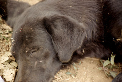 Close-up of sheep