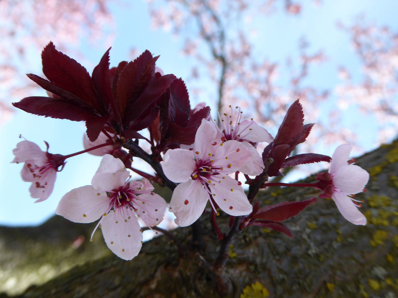 CLOSE-UP OF PINK CHERRY BLOSSOMS