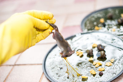 Close-up of a hand feeding