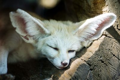 Close-up of cat sleeping outdoors