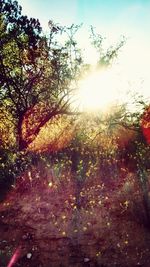 Sunlight falling on trees at sunset